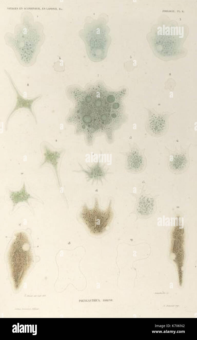 Infusoria hi-res stock photography and images - Alamy