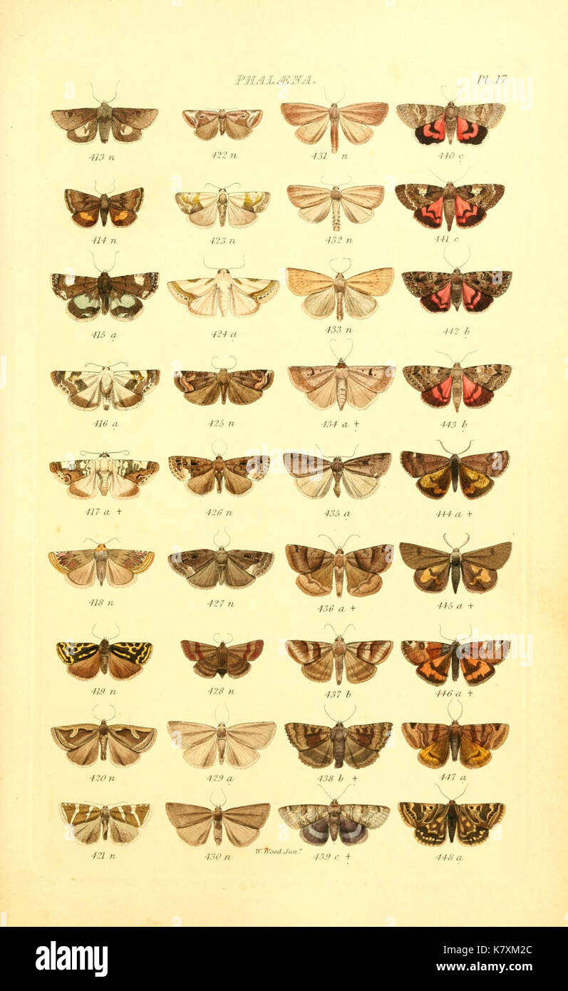 Index entomologicus, or, A complete illustrated catalogue, consisting ...