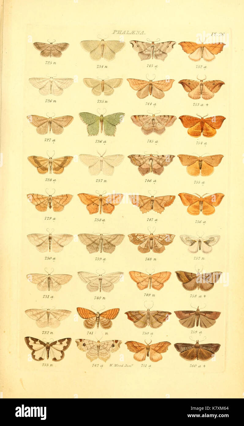 Index entomologicus, or, A complete illustrated catalogue, consisting ...