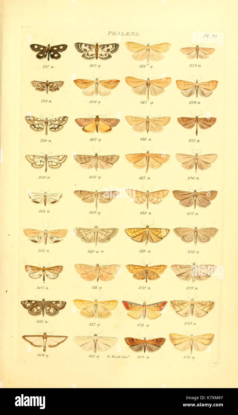 Index entomologicus, or, A complete illustrated catalogue, consisting ...