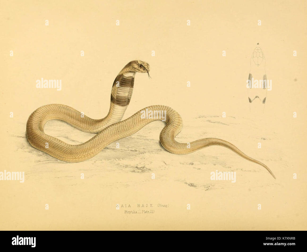 African animals illustrations hi-res stock photography and images - Alamy