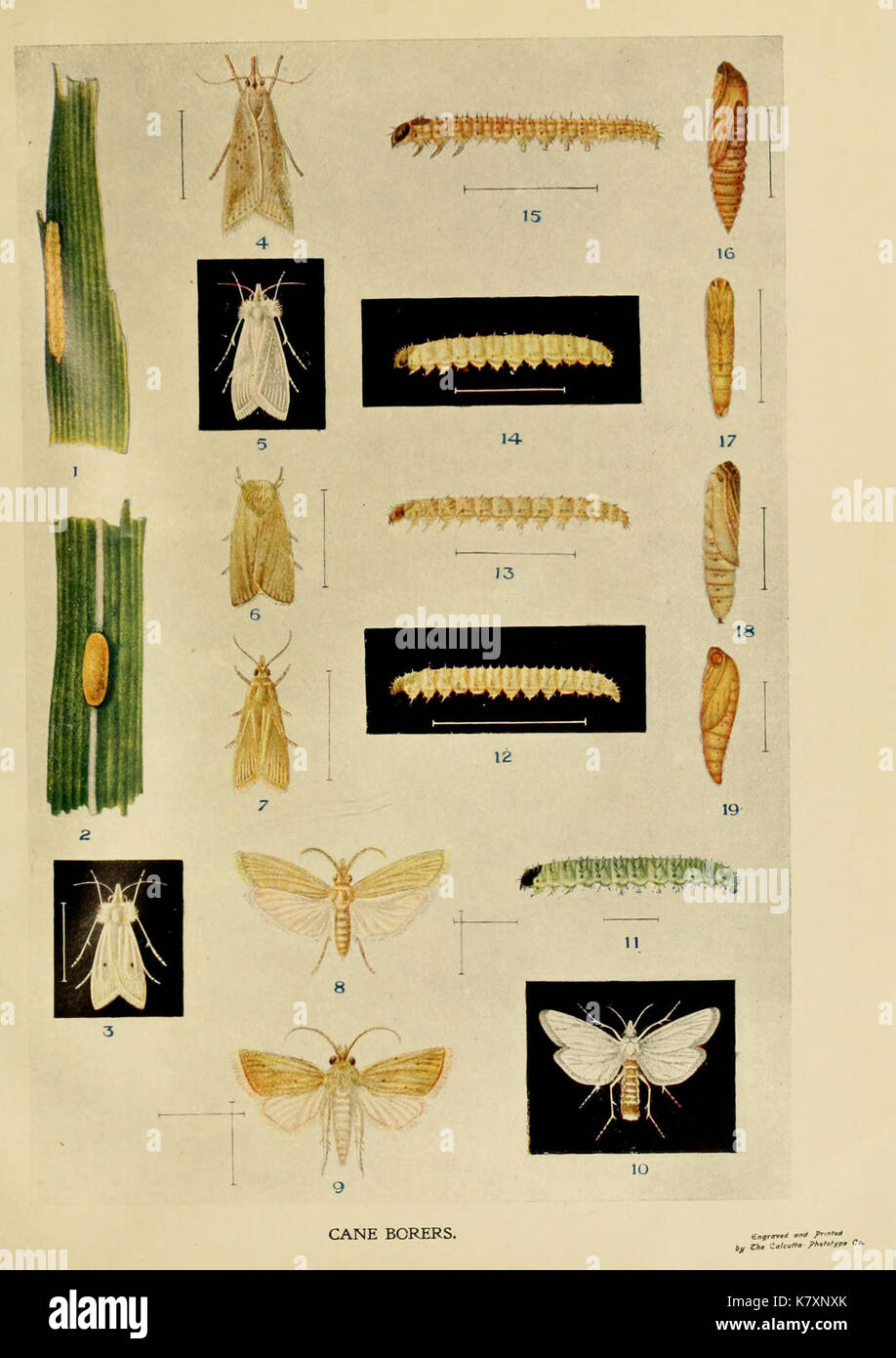 Scietific Insect Scientific insect life history hi-res stock photography and images - Alamy