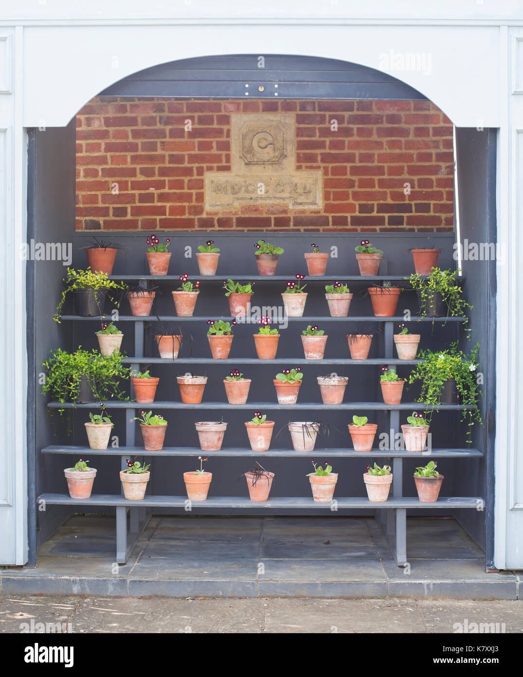 Shelves of primula pots Stock Photo