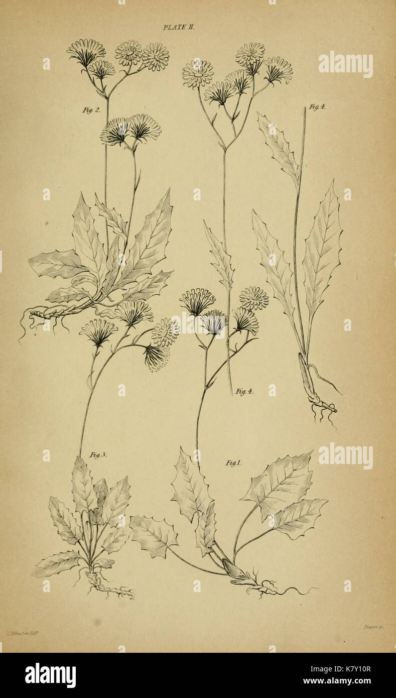 Illustration of Hieracium murorum & Hieracium sylvaticum by Catharine Johnston Stock Photo