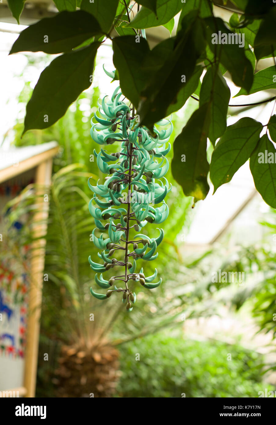 Strongylodon macrobotrys Stock Photo