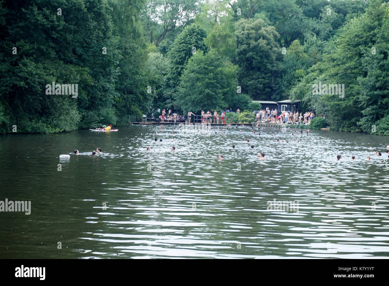 can dogs swim in hampstead ponds