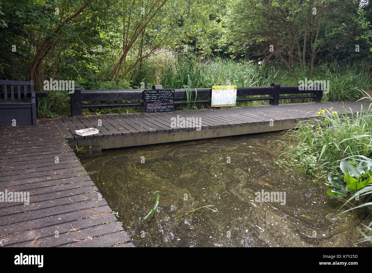 Pond-dipping at Camley Street Natural Park, urban wildlife park, London Stock Photo