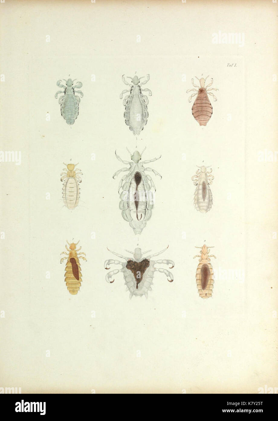 Insecta epizoa (Plate I) (9246126721) Stock Photo