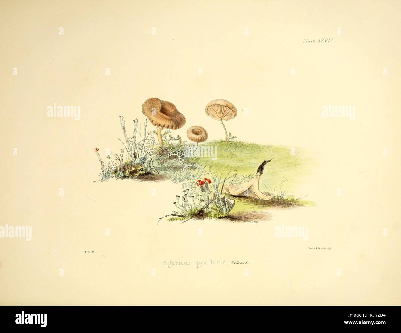 Illustrations of British mycology (Plate 28) (9182740071) Stock Photo