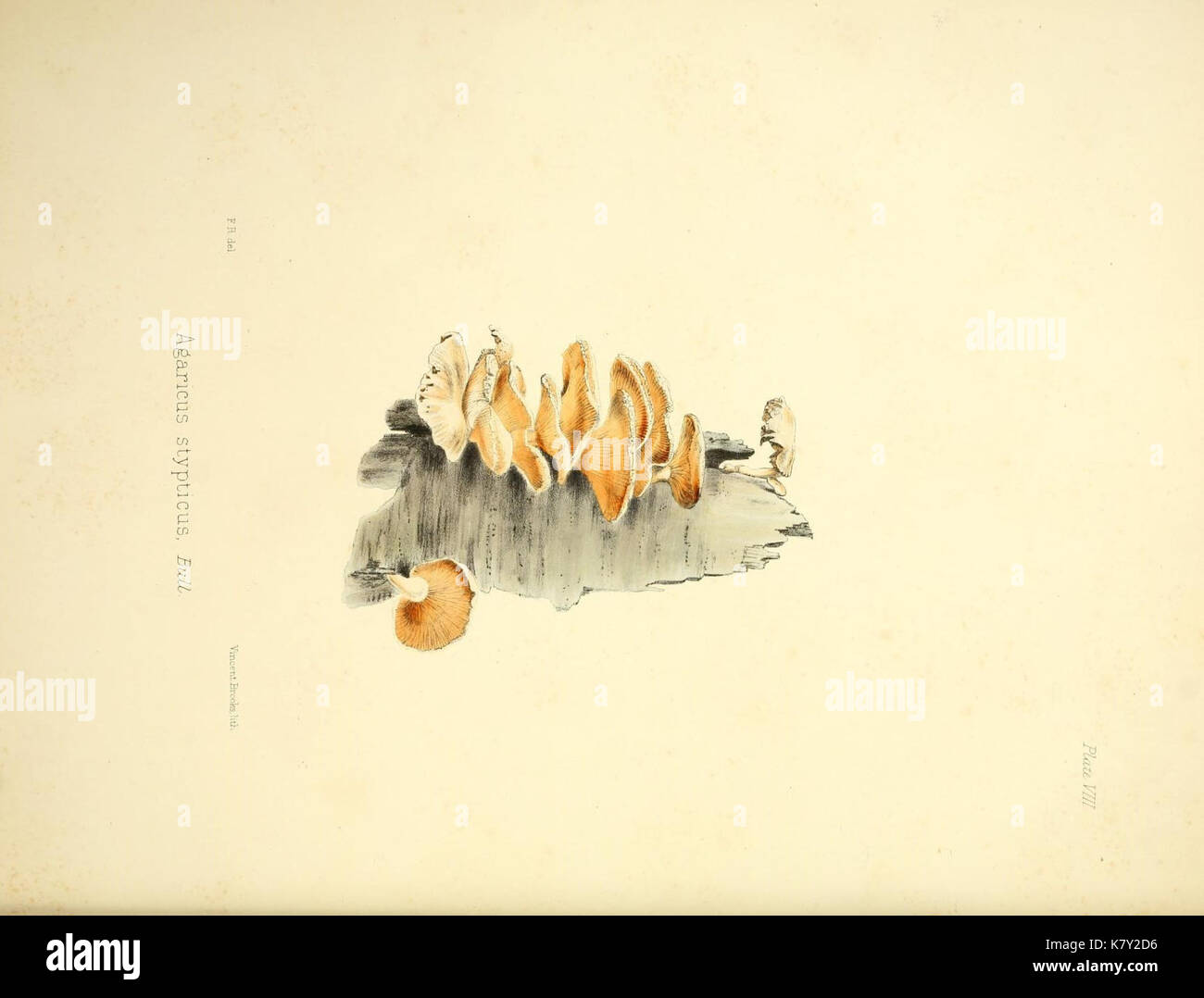 Illustrations of British mycology (Plate 8) (9182718453) Stock Photo