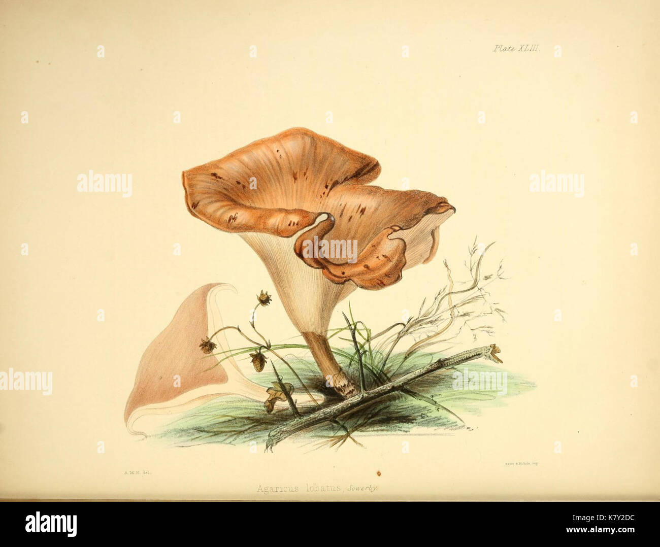Illustrations of British mycology (Plate 43) (9184972224) Stock Photo