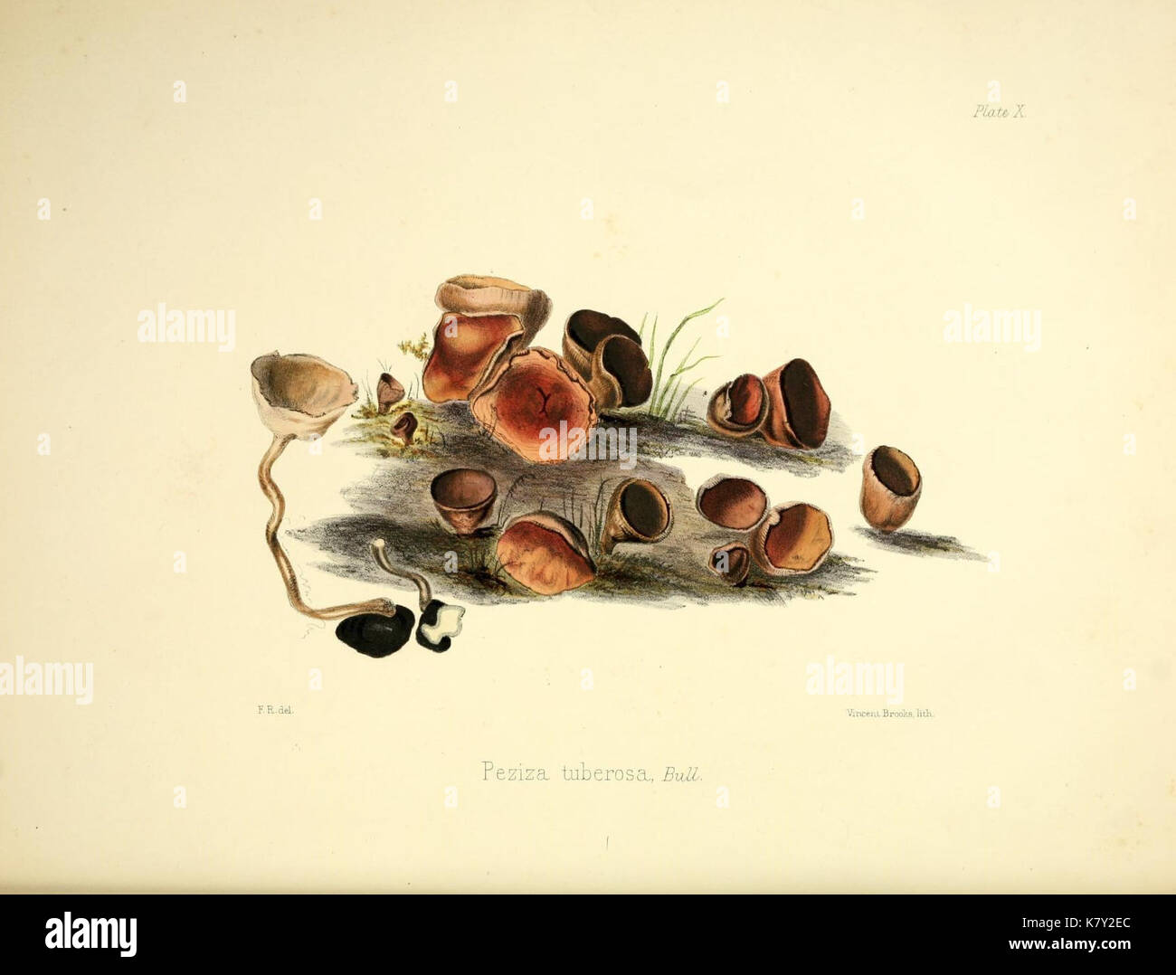 Illustrations of British mycology (Plate 10) (9184935512) Stock Photo