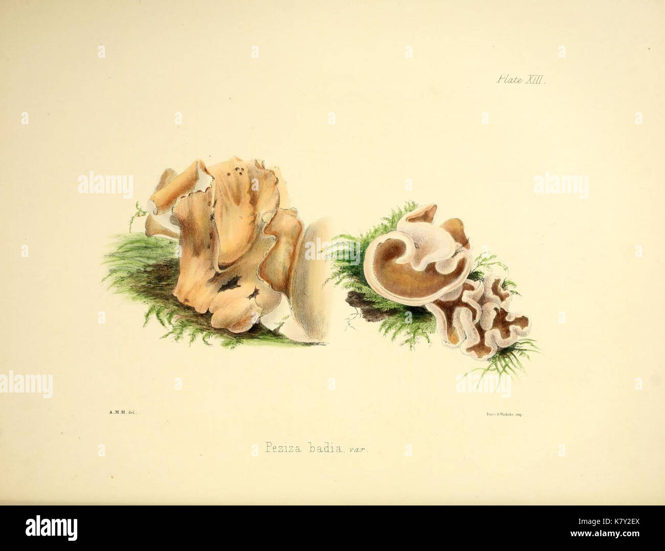 Illustrations of British mycology (Plate 13) (9184938518) Stock Photo
