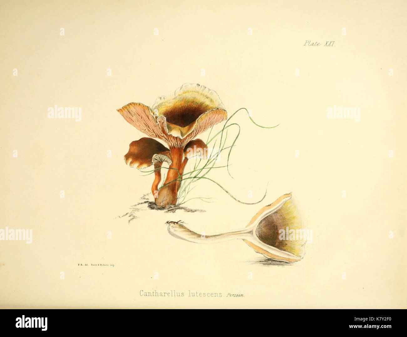 Mycological Maps Illustrations of British mycology (Plate 21) (9182731929 Stock Photo ...