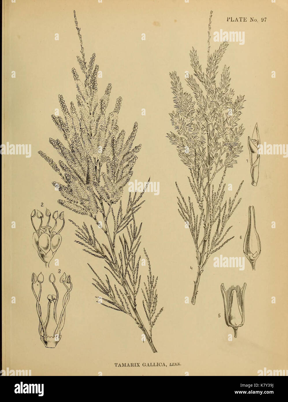 Indian medicinal plants (Plate 97) (7824376210) Stock Photo
