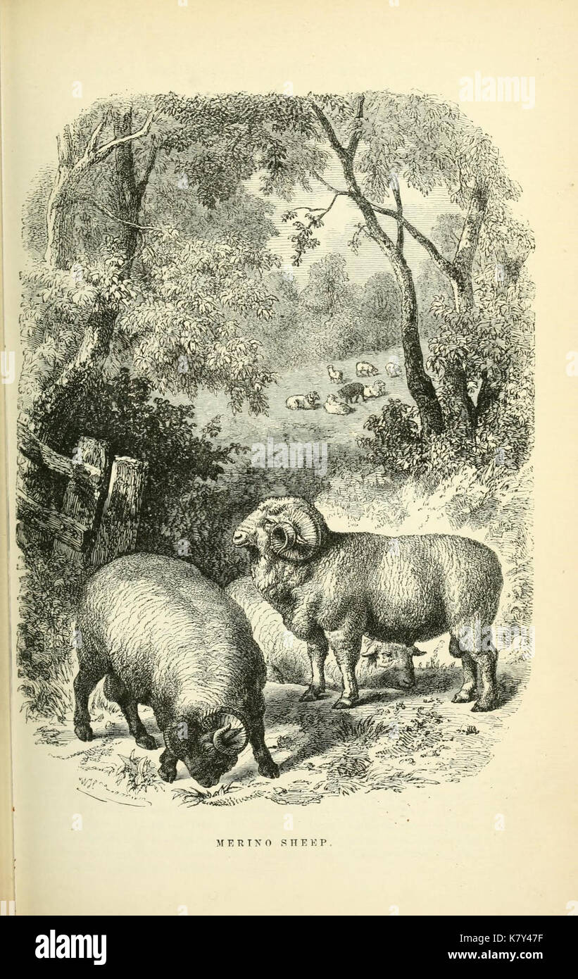 Illustrated natural history of the animal kingdom, being a systematic and  popular description of the habits,