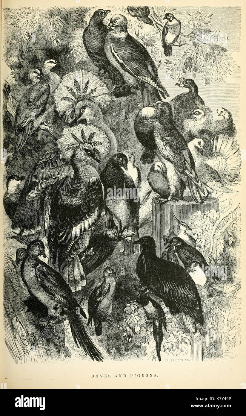 Illustrated natural history of the animal kingdom, being a systematic and  popular description of the habits,