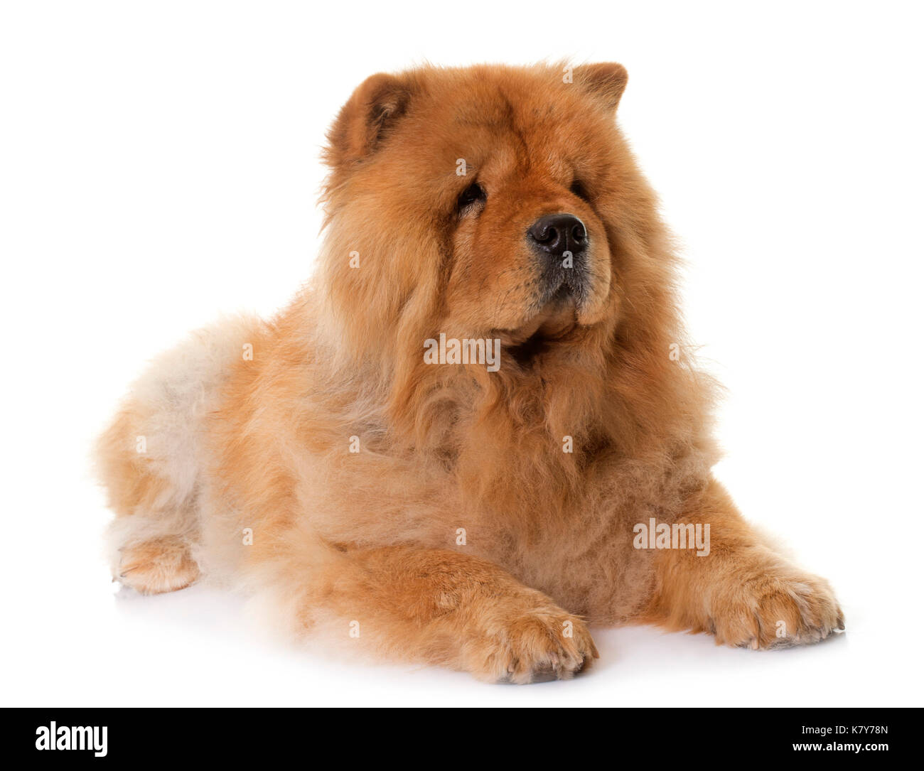 chow chow in front of white background Stock Photo - Alamy