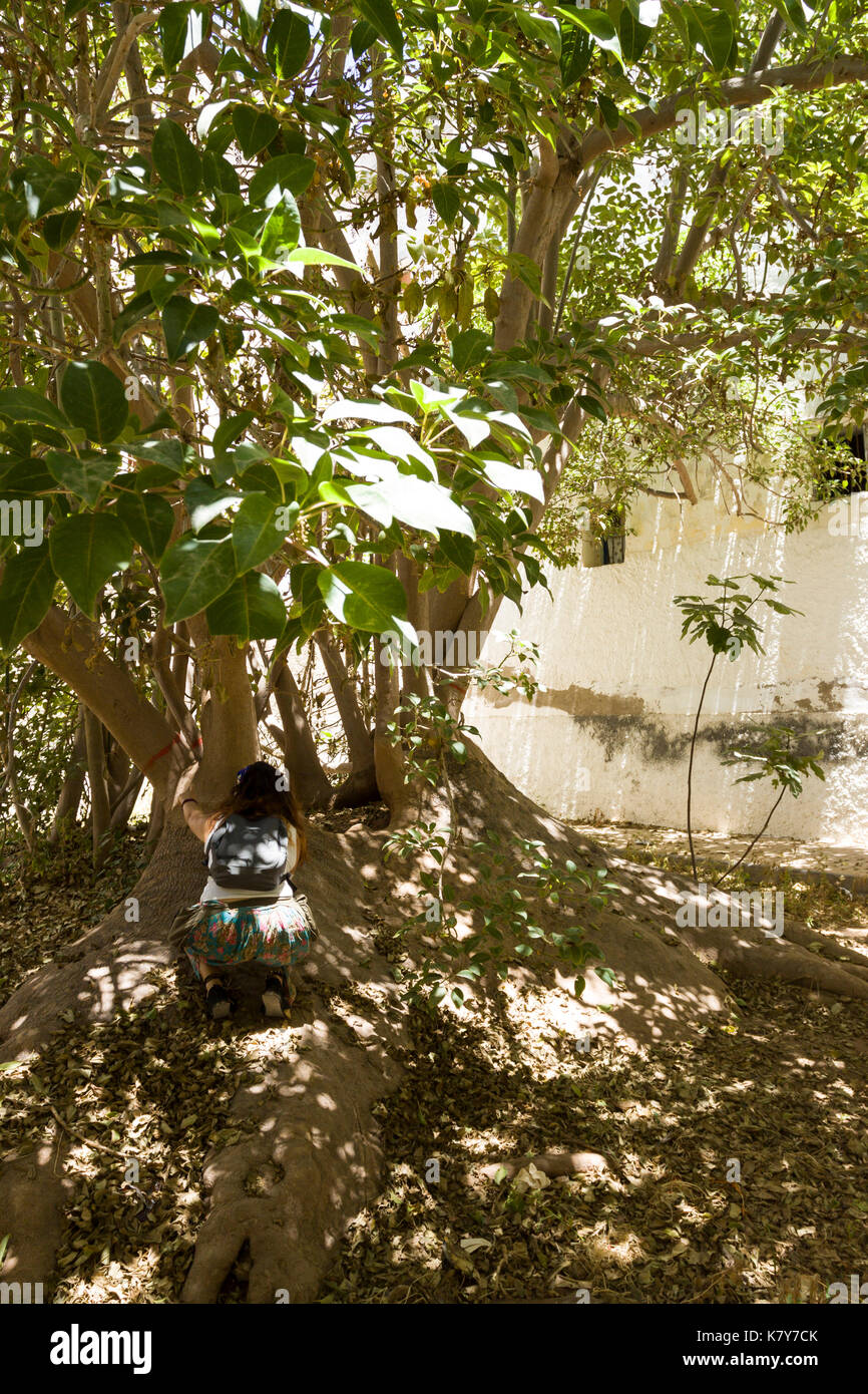 The oldest, biggest and secular ficus tree in the north Africa. Essaouira, Marrakech-Safi. Morocco Stock Photo