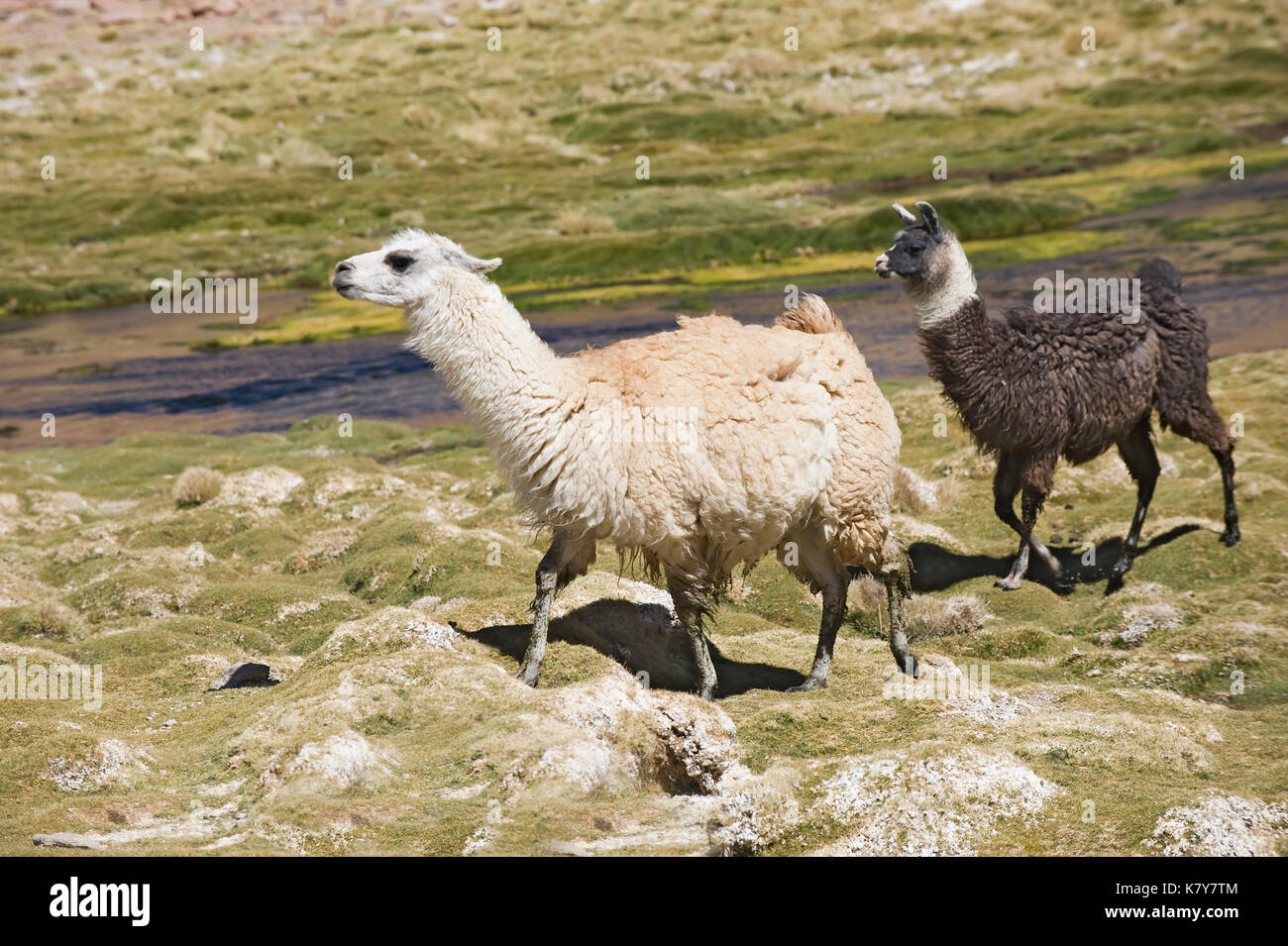 Llamas (Lama glama), Camelidae family, Atacama Desert, Antofagasto region, Chile Lamas (Lama glama), Camelidae Familie, Atakamawüste, Antofagasto Prov Stock Photo