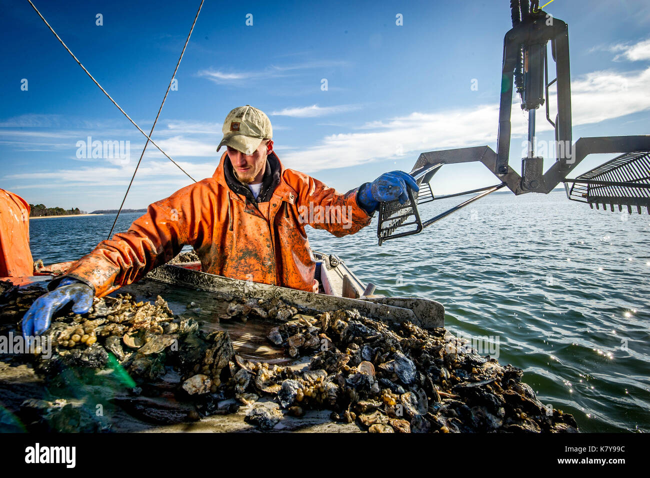 Waterman sorts through oysters on dredging boat out on the Chesapeake