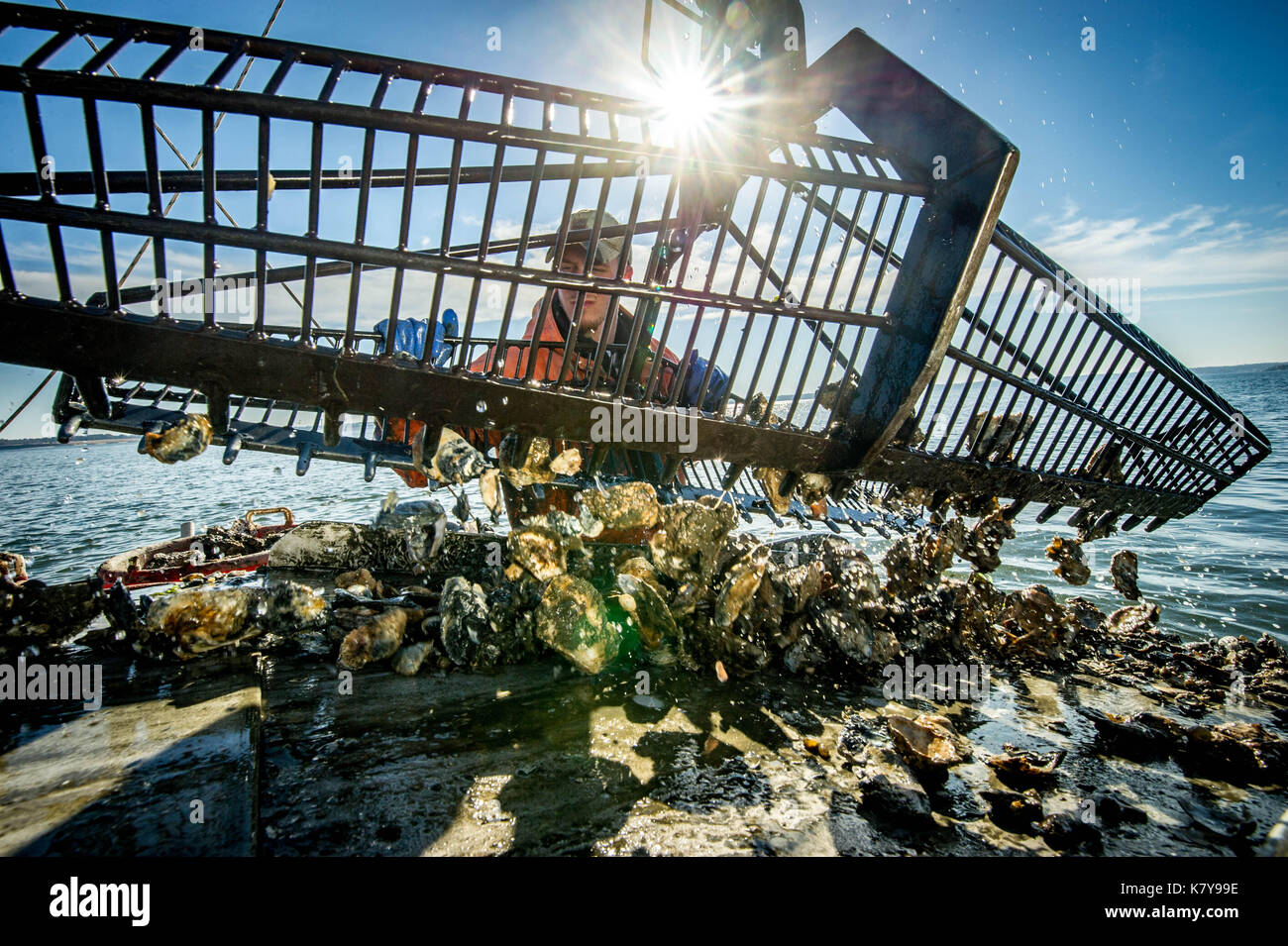 Waterman pulls in oyster dredge from the Chesapeake Bay Stock Photo Alamy
