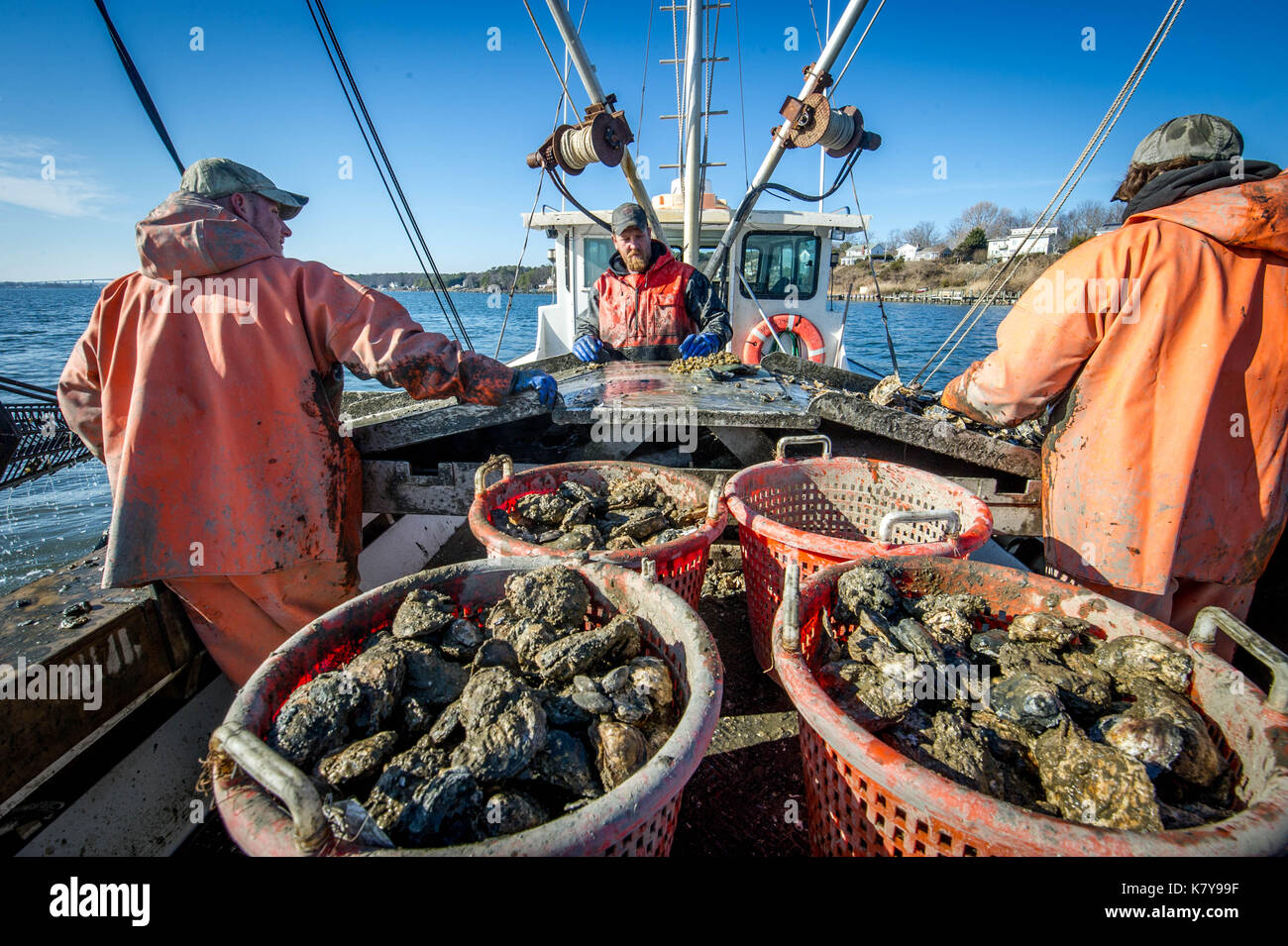 Watermen comb through buckets full of oysters on dredging boat on the