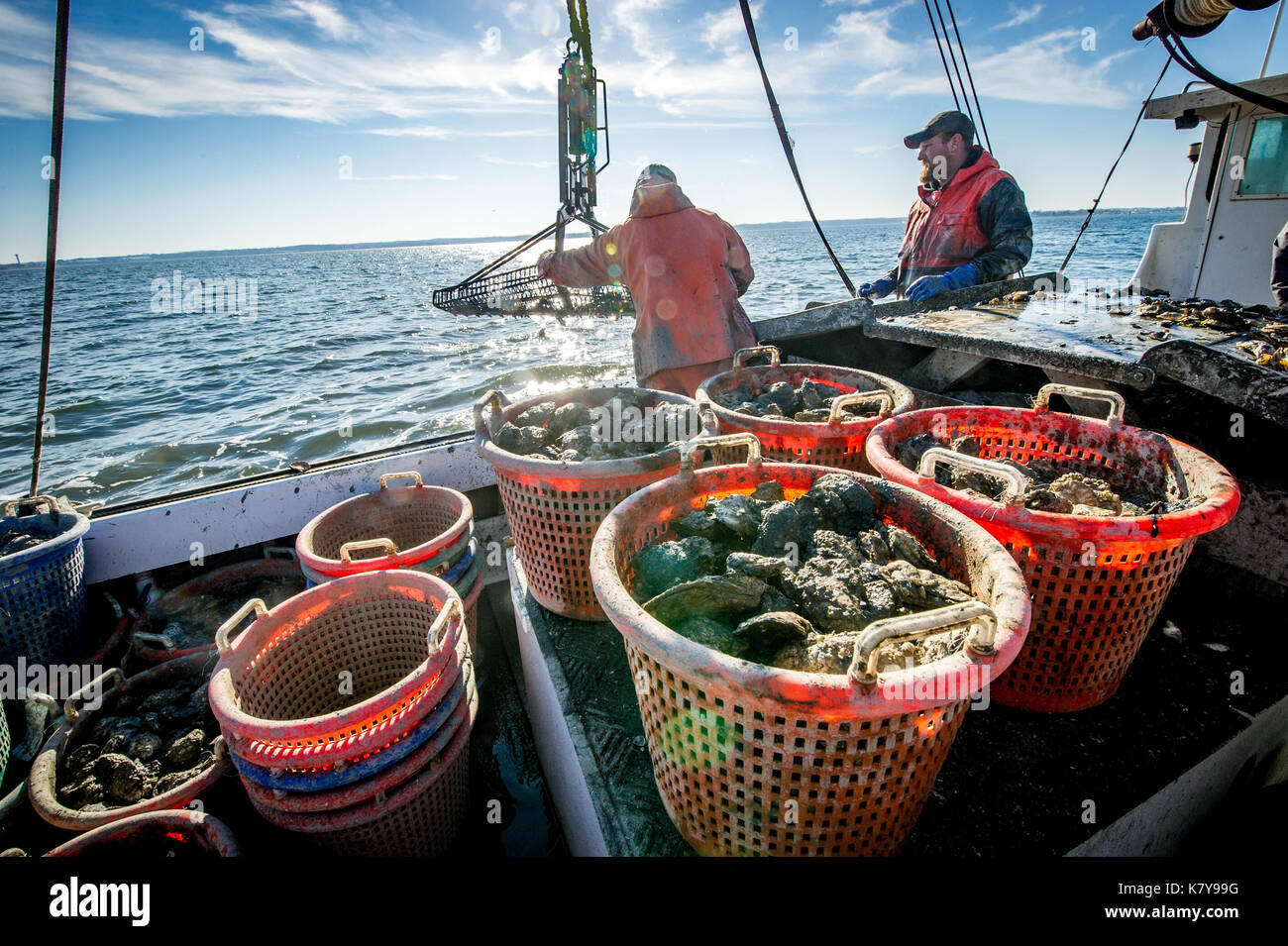 Watermen comb through buckets full of oysters on dredging boat on the