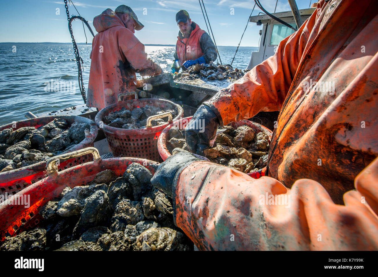Watermen comb through buckets full of oysters on dredging boat on the