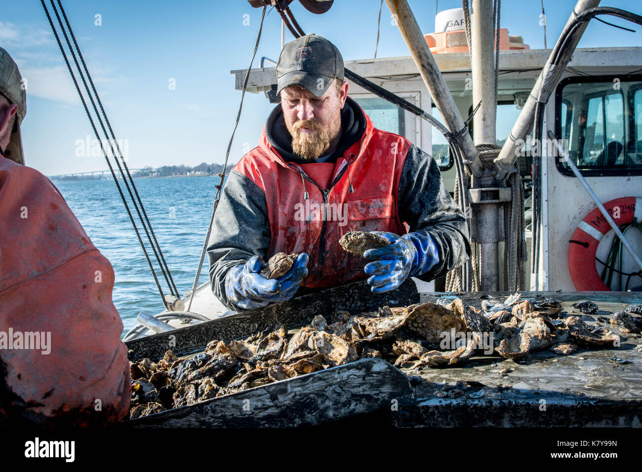 Watermen comb through buckets full of oysters on dredging boat on the