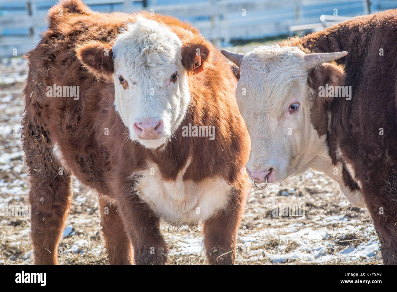 Hereford Cow and Bull on farm in Harford County Stock Photo - Alamy