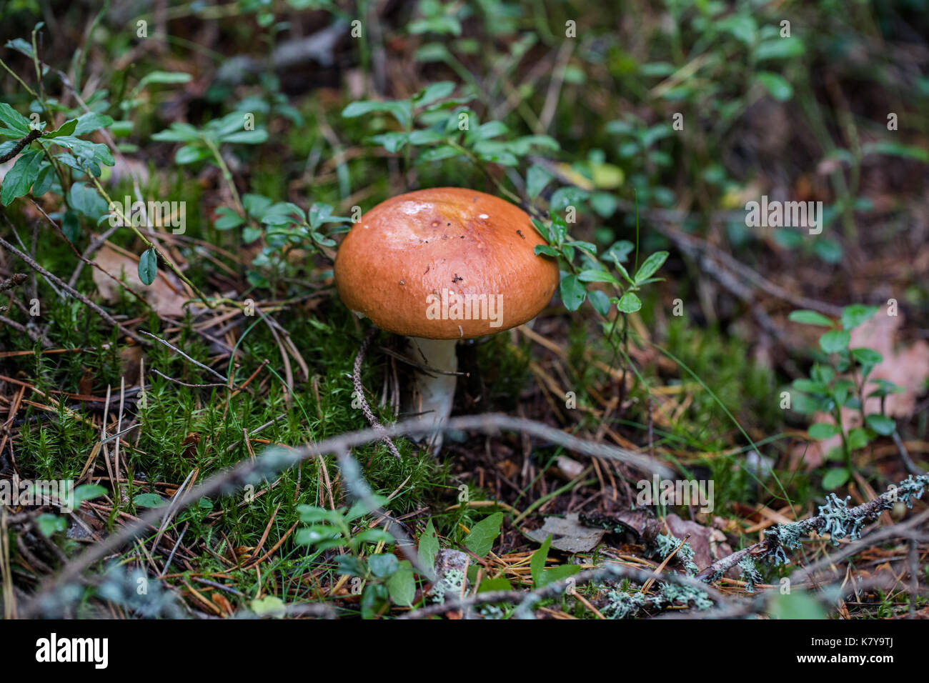 mushroom in the forest Stock Photo