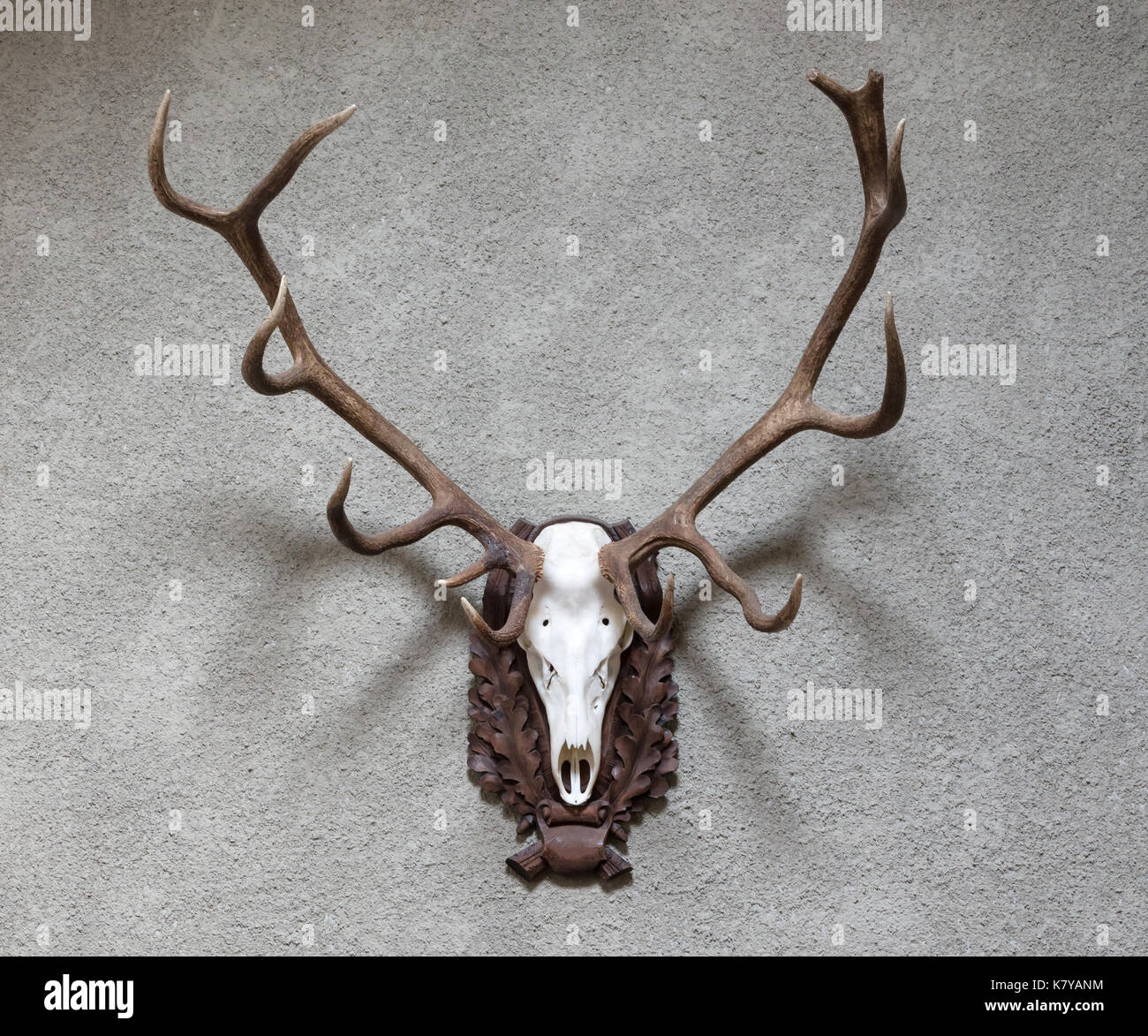 Large deer hunting trophy hanging on a wall Stock Photo Alamy