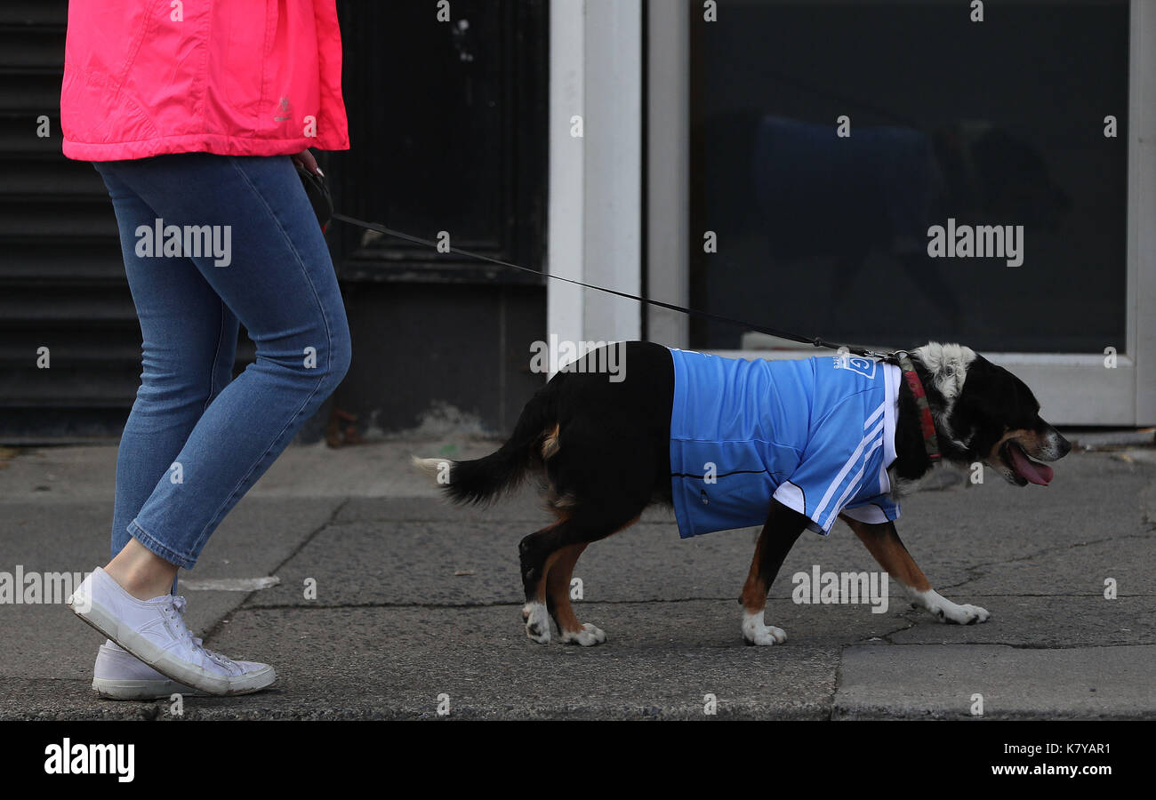 Dog wearing a football jersey Stock Photo - Alamy