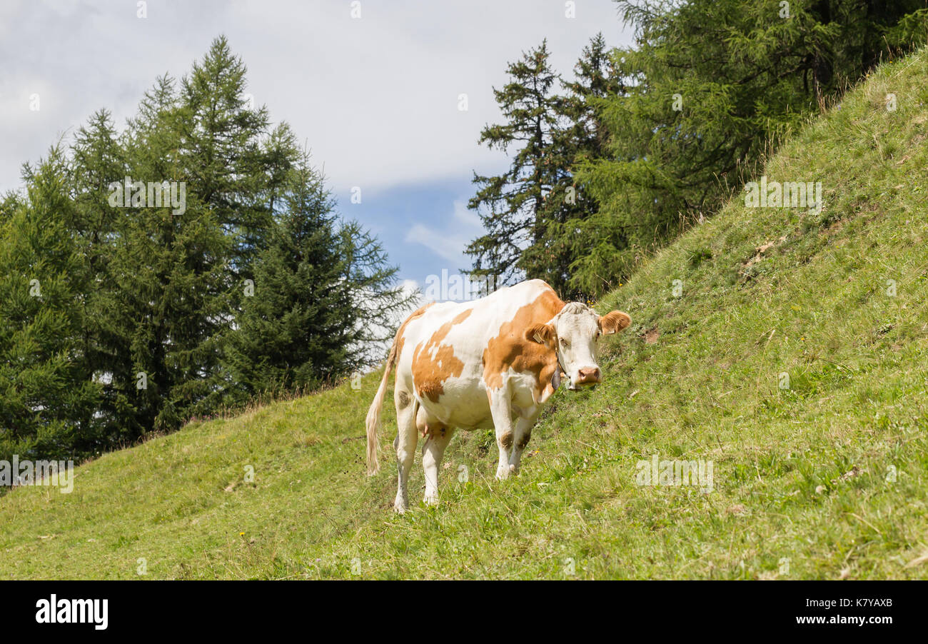 Milk cow in a meadow of grass, Alps, Austria Stock Photo - Alamy
