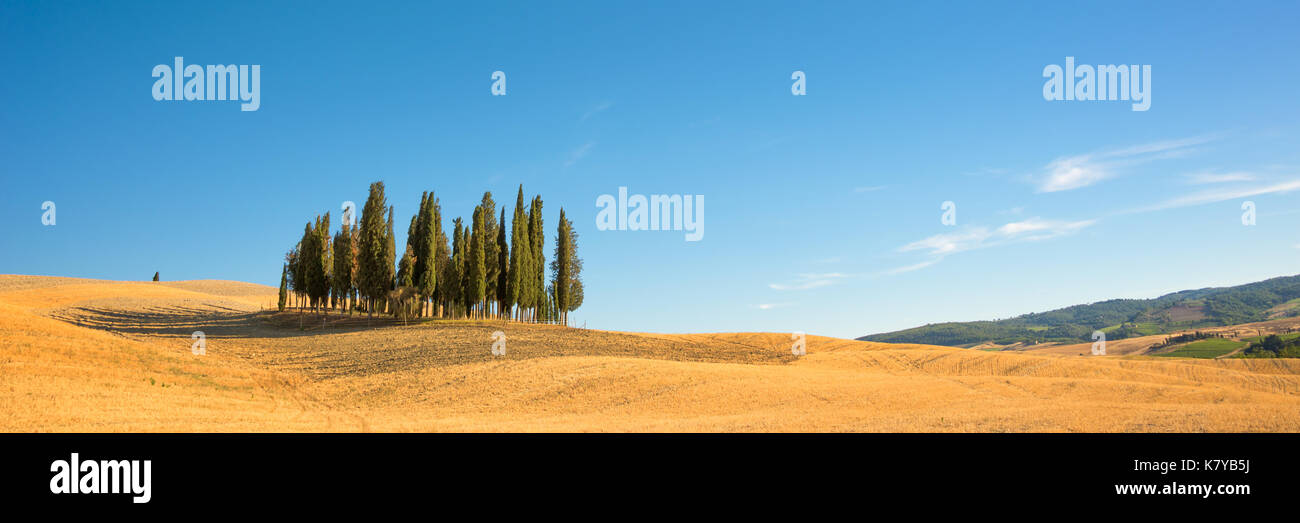 Beautiful typical tuscan panorama with cypress trees in a field in ...