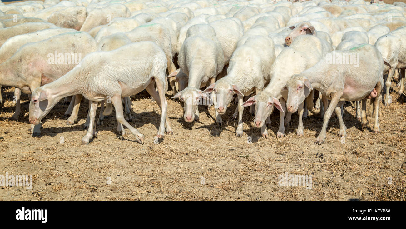 Panoramic of a herd of sheep in a dried field in summer Stock Photo