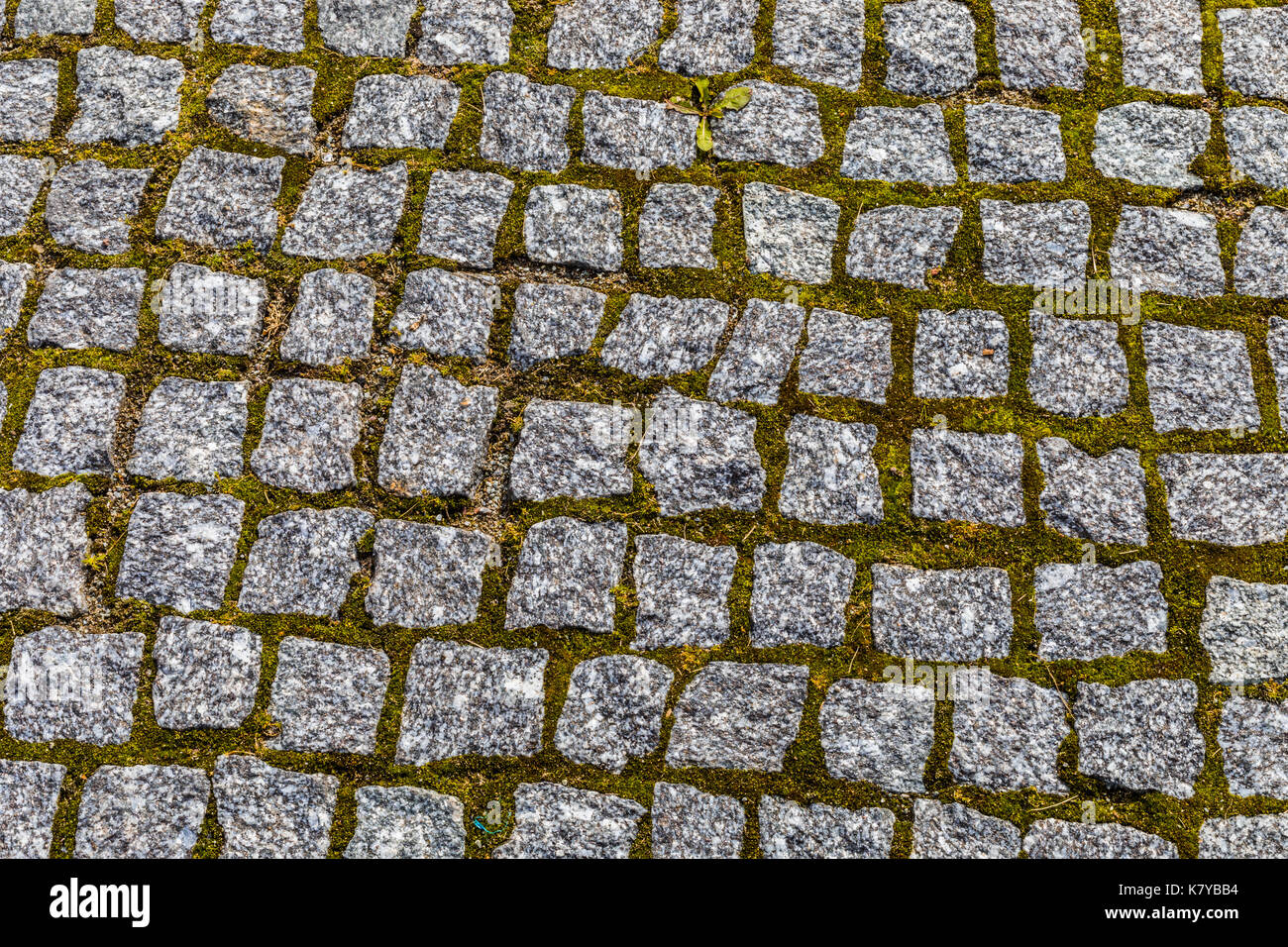 Abstract background of old cobblestone pavement texture with natural ...