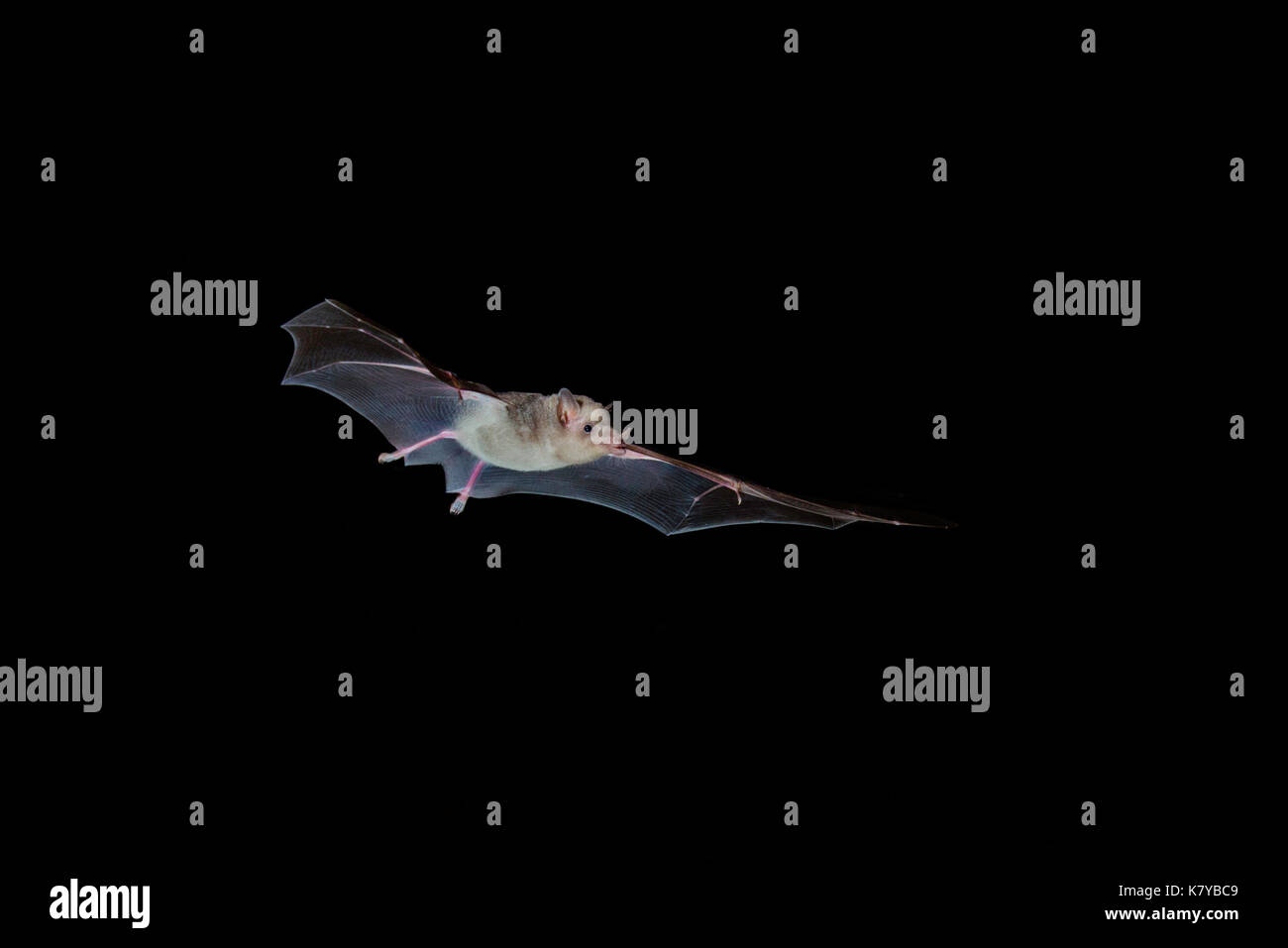 Mexican Long-tongued Bat Choeronycteris mexicana Tucson, Pima County, Arizona, United States 16 September 2017    Adult    Phyllostomidae Stock Photo