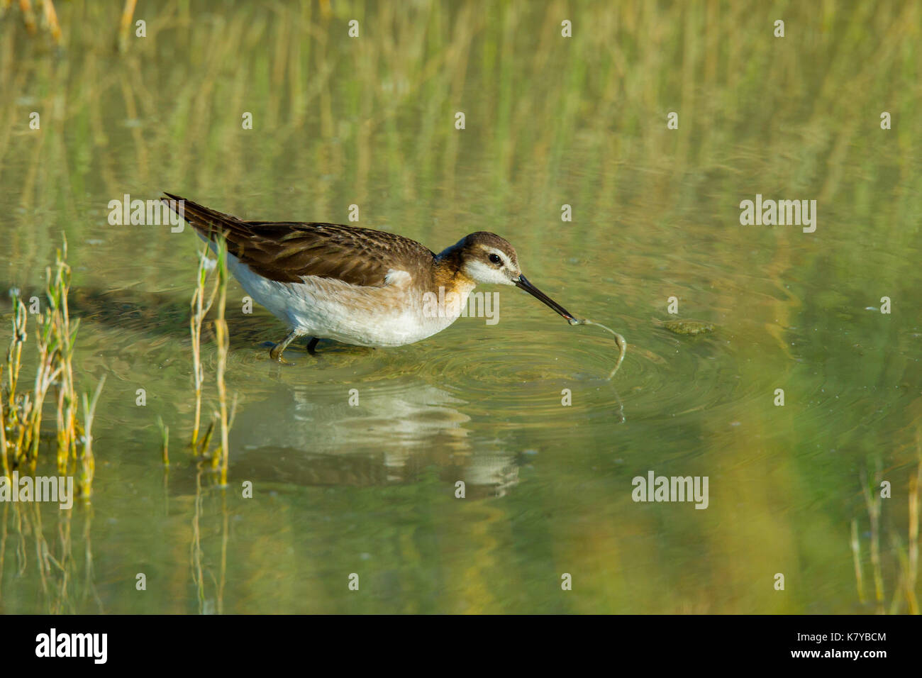 Wilson's Phalarope  Steganopus tricolor Walden, Colorado, United States 8 July 2017    Adult Male molting to winter plumage.     Scolopacidae Stock Photo