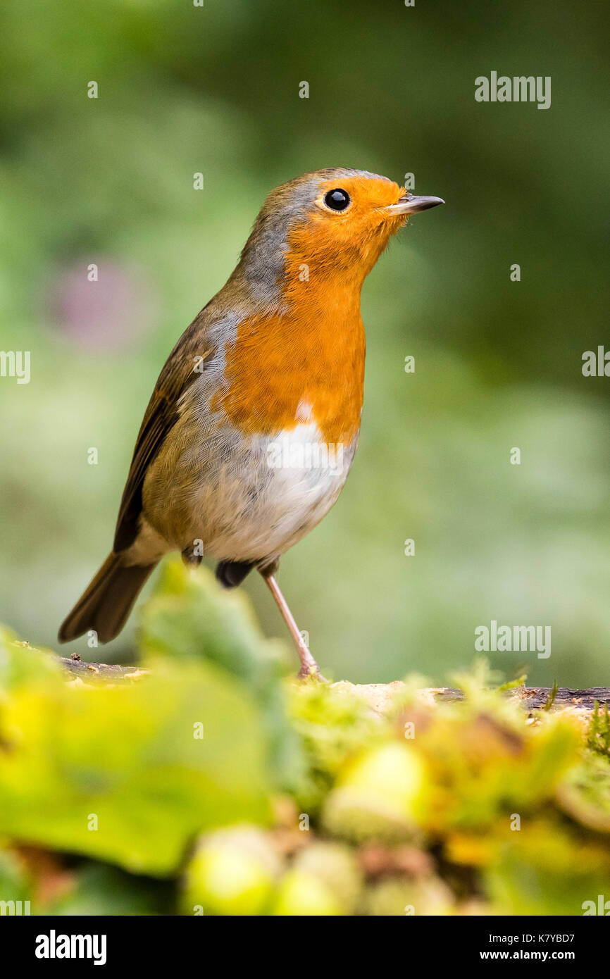 Robin foraging in early autumn Stock Photo