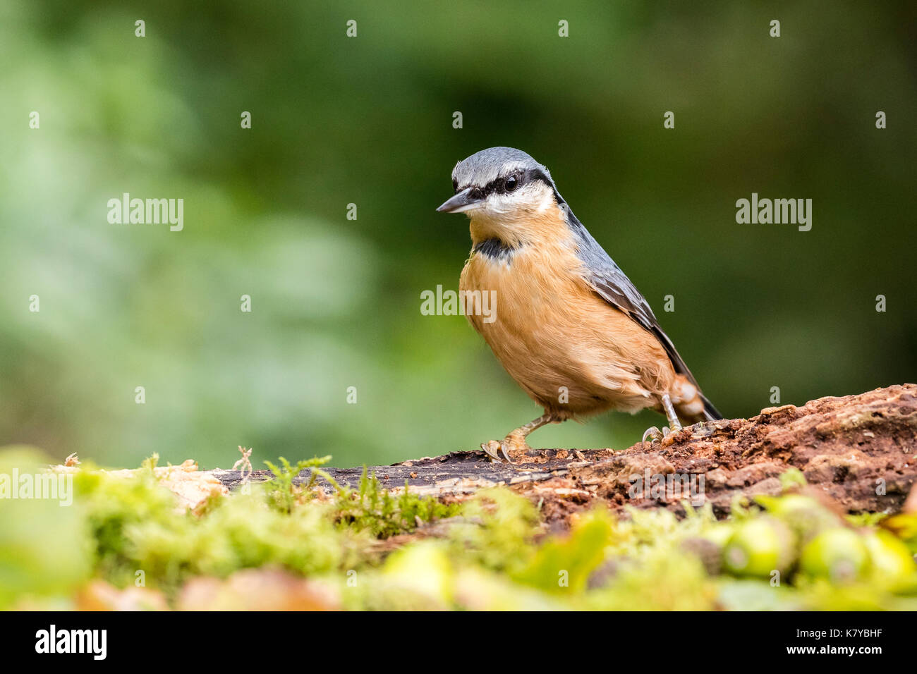 European nuthatch foraging in early autumn Stock Photo