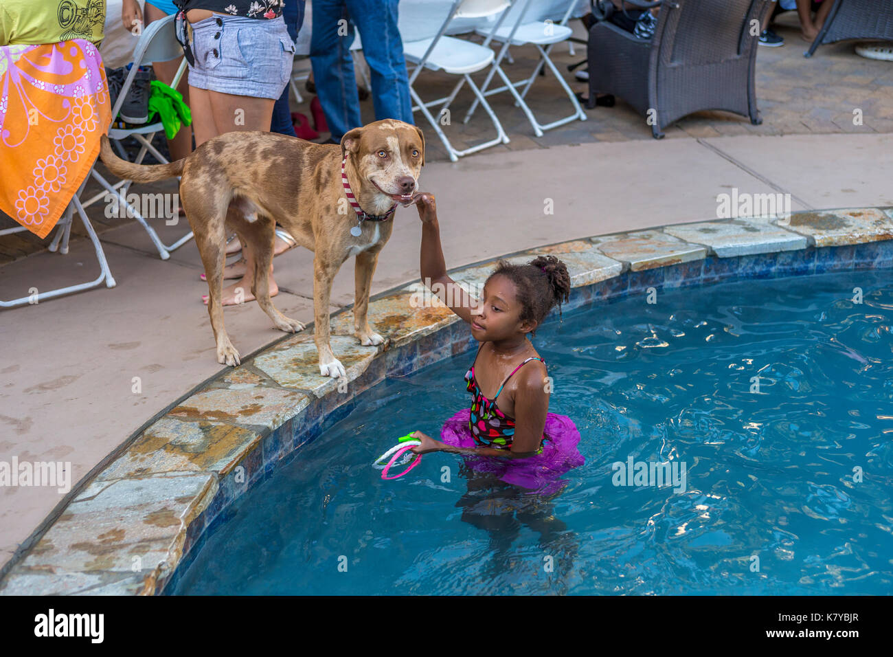 African-American girl, playing with mix-breed dog, girl, child, playing in swimming pool, fresh water swimming pool, Castro Valley, California Stock Photo
