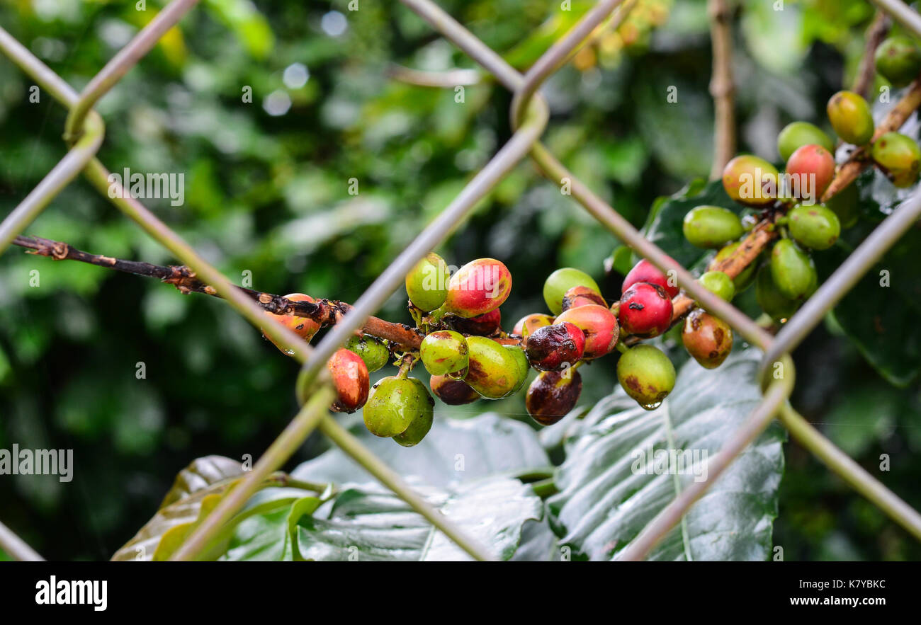 Ripening coffee beans on a tree at plantation in Central Highlands of Vietnam. Stock Photo