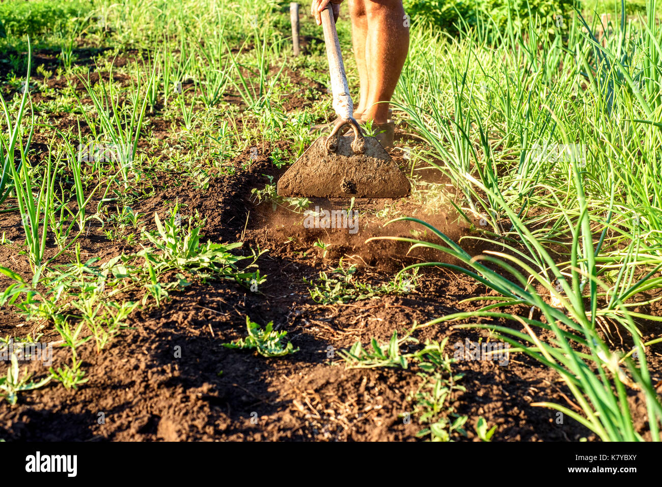 Legs of a man weeding a garden area with an old rustic hoe and green onion plants at the edge Stock Photo
