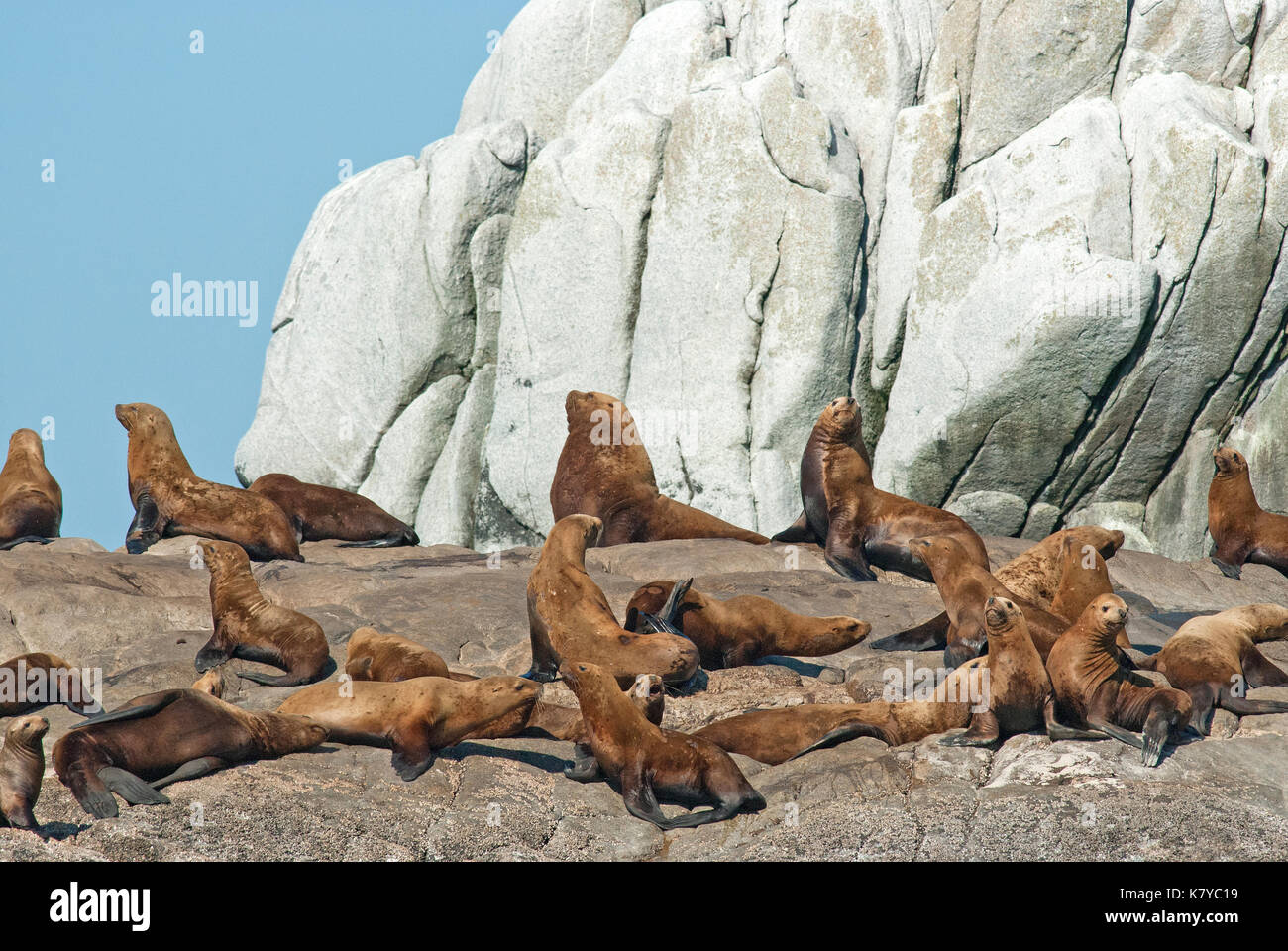 Herd of Steller sea lions (Eumetopias jubatus) on rocks, Inside Passage, British Columbia, Canada Stock Photo