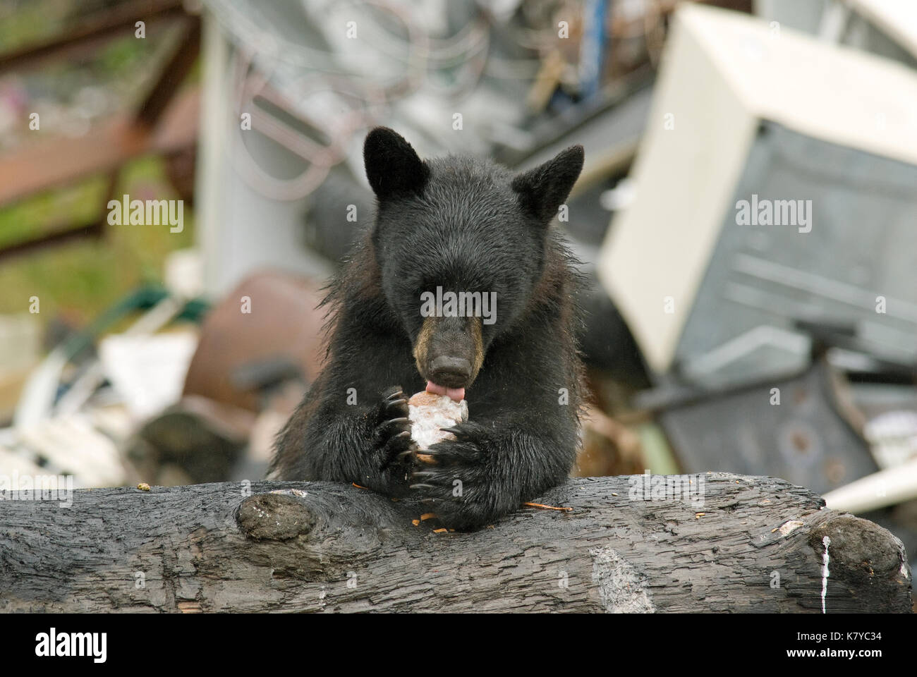 Black bear (Ursus americanus) eating at a garbage dump near Hyder, Alaska, USA Stock Photo