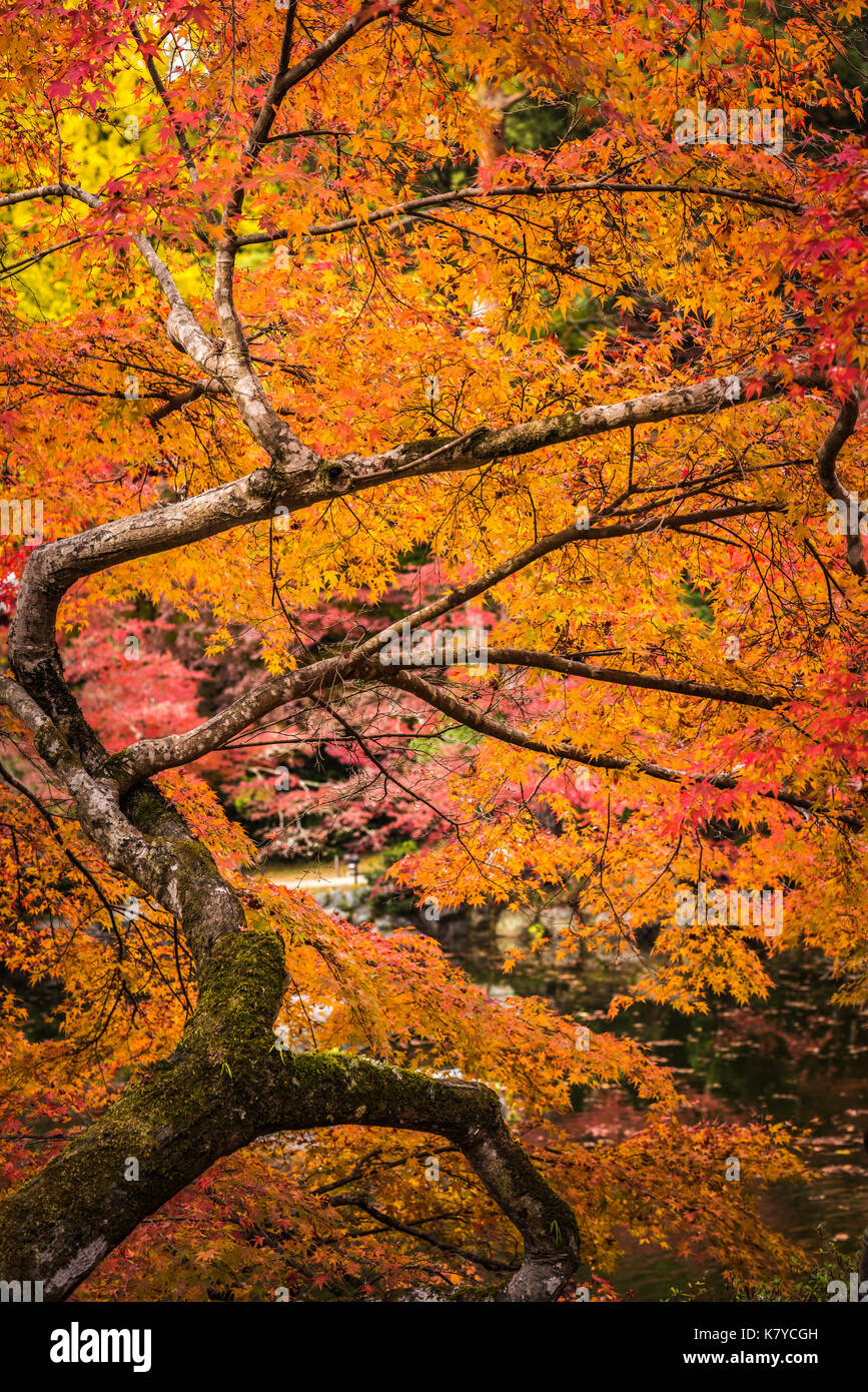 multi color trees in the autunm forest Stock Photo