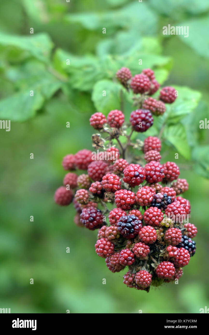 A blackberry bush in early autumn showing both black and red berries as well as green leaves that are starting to change colour in the season. Stock Photo