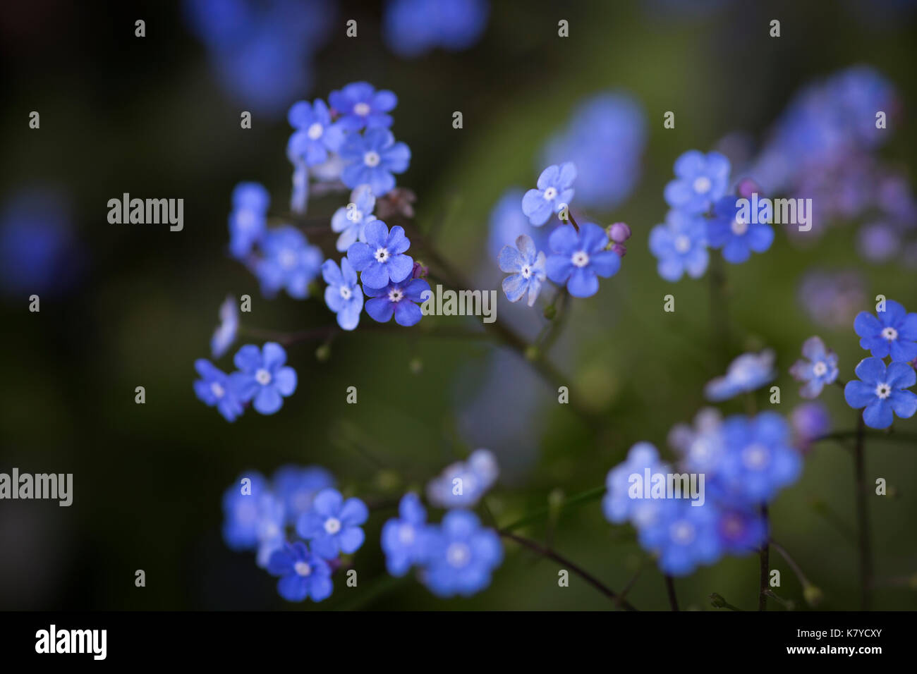 Blue Forget-me-not, Myosotis flowers in bloom Stock Photo